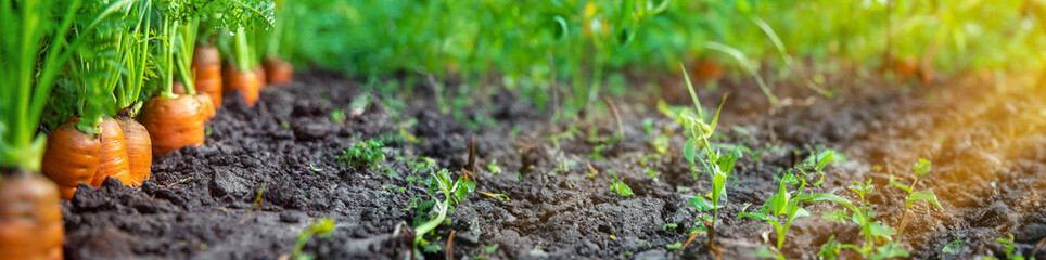 Carrot harvest in the garden. Selective focus.