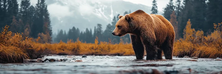 Foto op Aluminium large brown grizzly bear on water of forest river in summer. Panoramic wild nature landscape © alexkoral