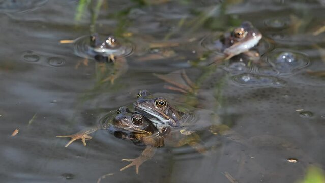 European common frogs / brown frogs and grass frog pairs (Rana temporaria) in amplexus gathering in pond during spawning / breeding season in spring