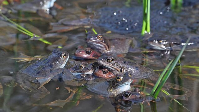 European common frogs / brown frogs and grass frog pairs (Rana temporaria) in amplexus gathering in pond during spawning / breeding season in spring