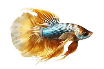 fighting movement background black fish gold siamese isolated aggressive animal aquarium aquatic...