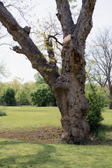 A tree in a park in Floresville Texas during the spring. 