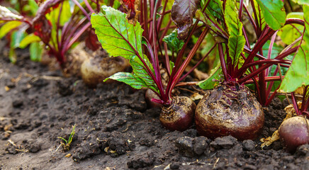 Beet harvest in the garden. Selective focus.