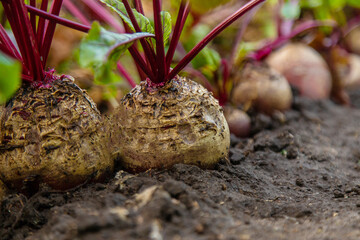 Beet harvest in the garden. Selective focus.