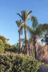 Fototapeta na wymiar Three date palms in the park against a clear blue sky