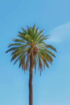 a tall date palm tree against a blue sky background