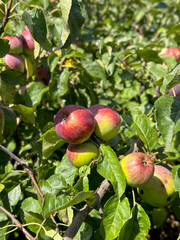 Ripe organic apples in the garden close-up. Summer concept, orchard. 