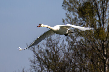 Mute swan, Cygnus olor flying over a lake in the English Garden in Munich, Germany