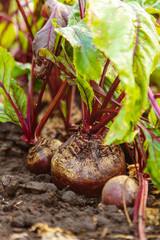 Beet harvest in the garden. Selective focus.
