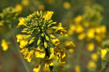 Fleurs de colza.