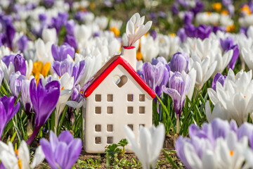 Miniature ceramic house among blooming crocus flowers