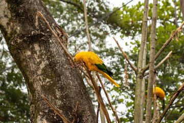 The golden-shouldered macaw (Guaruba guarouba) is a representative of the Brazilian fauna, exclusive to the Amazon.