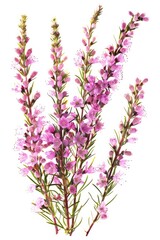 Naklejka premium Close-Up of Vibrant Pink Heather Flowers Isolated on White Background. Set of Five Beautiful Blossoming Heather Branches in Nature