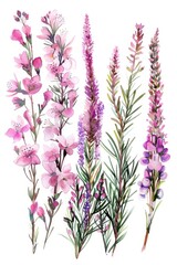 Heather Collection: Set of 5 Isolated Pink Flowering Branches. Nature's Vibrant Colours Up Close - obrazy, fototapety, plakaty
