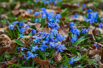 Blue snowdrop lat. Scilla close-up in the garden. The first spring flowers . Atmospheric...