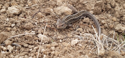 lizard on the sand. portrait of the reptile