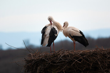 Couple white storks on the nest, stork breeding in spring, ciconia, Alsace France, Oberbronn
