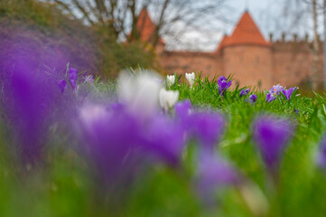 Warszawska Starówka mur i Barbakan na tle kwitnących krokusów na zielonym trawniku.
