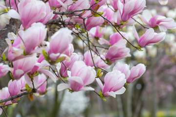 early spring blossoms of saucer magnolia - Magnolia X soulangeana with blurred bokeh background - obrazy, fototapety, plakaty