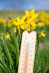 Thermometer with daffodils flowers, blue sky and sun, measure the temperature, weather forecast,...