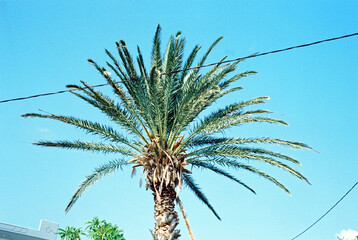 Zdjęcie analogowe palmy