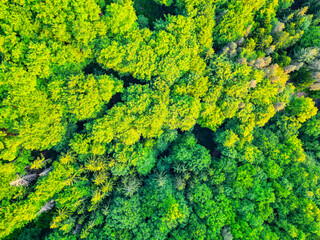 A breathtaking aerial view capturing the dense, green canopy of a forest, showcasing the vibrant...