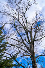 tree and sky
