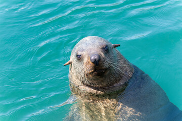 A Cape Fur Seal Arctocephalus pusillus ssp. pusillus in South Africa, also known as a sea lion, gracefully swims in a body of water. The sea lion is sleek and streamlined