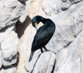 Tuinposter A Cape Cormorant, Phalacrocorax capensis, is perched on top of a rock, gazing out into the surroundings. The black bird stands out against the grey rock beneath it. In South Africa. © RachelKolokoffHopper