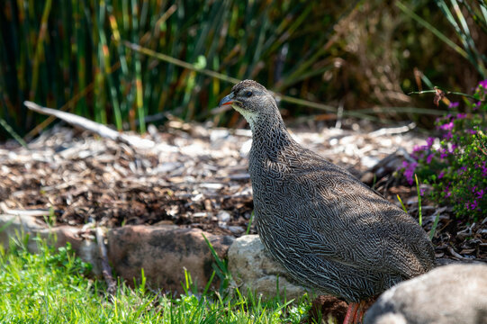 A Cape Francolin Pternistis capensis in South Africa is standing in the grass next to some rocks. The bird is native to the area and appears to be foraging for food.
