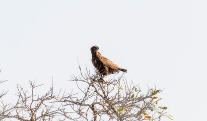 A brown snake eagle, scientific name Circaetus cinereus, sits on top of a tree branch. The bird is perched with its talons gripping the branch while observing its surroundings. In South Africa.