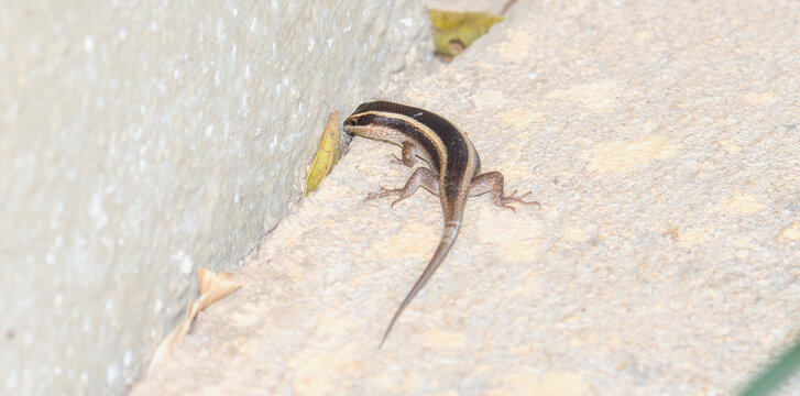 A Cape Girdled Lizard Cordylus cordylus in South Africa small brown and white striped lizard is calmly sitting on the side of a textured wall, basking in the sunlight. 