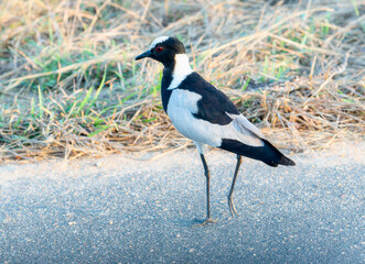 A black and white bird, identified as a blacksmith lapwing Vanellus armatus in South Africa, is standing on the side of a road. The birds distinct plumage contrasts against the pavement 