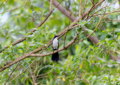 A blue-and-white mockingbird Melanotis hypoleucus in Mexico is perched on a tree branch, looking around its surroundings. The bird is still and observant