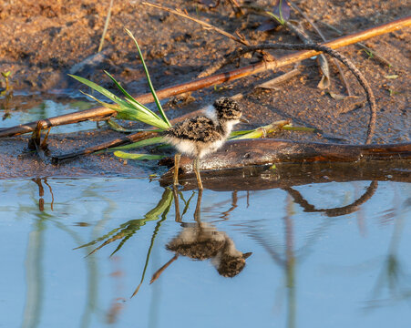 A small blacksmith lapwing Vanellus armatus in South Africa chick stands in a shallow puddle of water, surrounded by wet ground. 