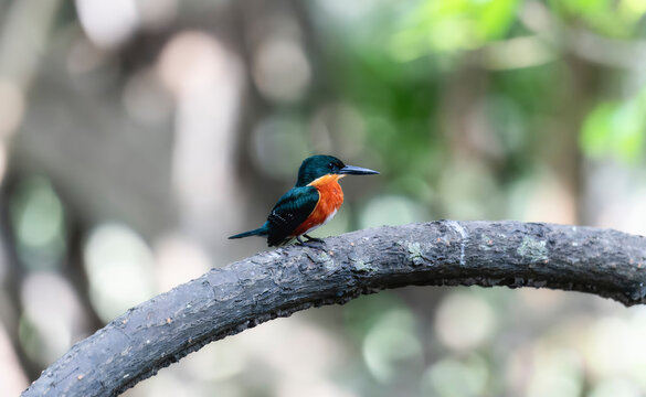 A vibrant american pygmy-kingfisher Chloroceryle aenea in Mexico is perched gracefully on a tree branch, showcasing its colorful feathers. The bird exudes elegance while surveying its surroundings