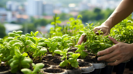Urban Gardening: Cultivating Basil Plants - 768137015