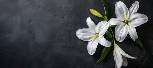 Funeral lily on dark background with space for text, ideal for memorial service announcements