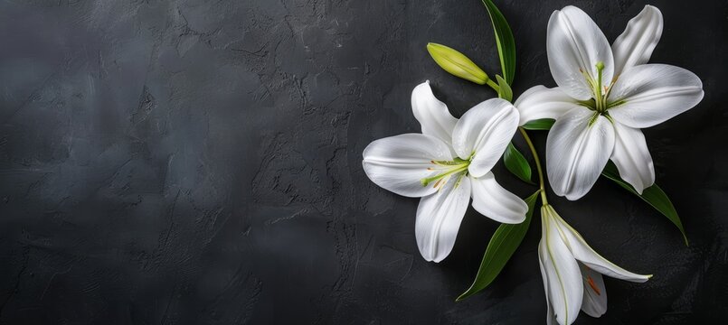 Funeral lily on dark background with space for text, ideal for memorial service announcements