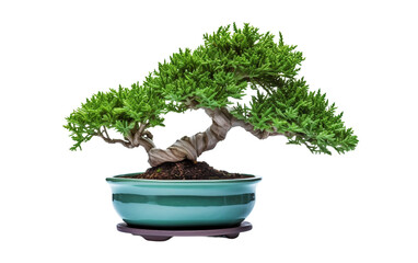 Ceramic Pot Bonsai Tree Isolated On Transparent Background PNG.