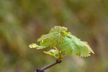 Young leaves of grapes in sunlight