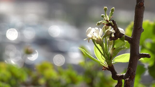 primavera