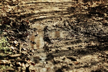dirty road in the forest area