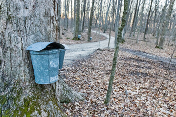 Sap bucket hanging on maple tree. The sap is "boiled down" to evaporate water and create maple syrup. 
