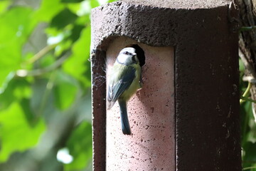 Blue tit (Cyanistes caeruleus) checking out his new nest box. 