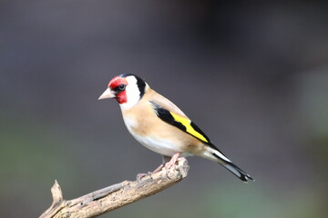 Goldfinch (Carduelis carduelis) out in the open at afeeding station.