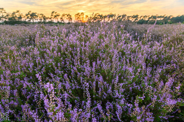 Obraz premium Ein goldener Himmel über blühender Heide im Emsland