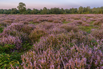 Blühende Heidelandschaft im Sommer im Emsland