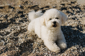 Cute Bichon Frise puppy walking on a beach.