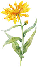 Fototapeta premium Arnica montana, yellow, flower, plant, herb, watercolor illustration